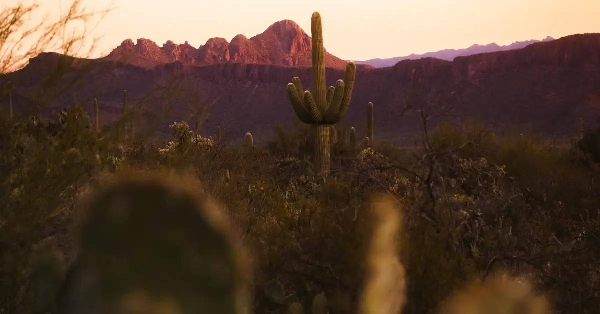 A cactus in the desert from the post Authenticity Over Niceness: The Key to Genuine Self-Discovery and Growth