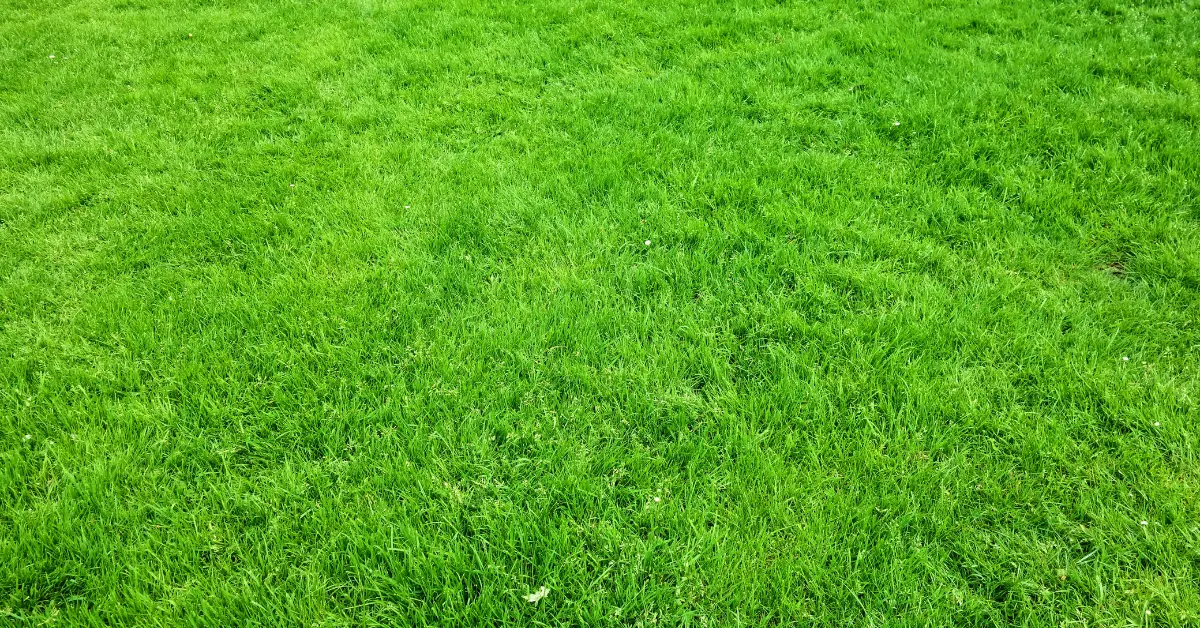 Grass from the post Unmasking Illusion: Why the Grass May Seem Greener and How to See Reality